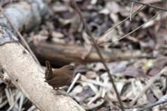 茶の鳥