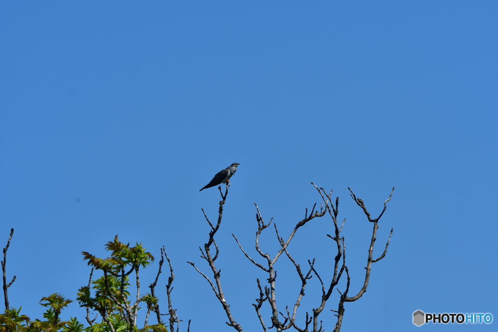 閑古鳥啼く