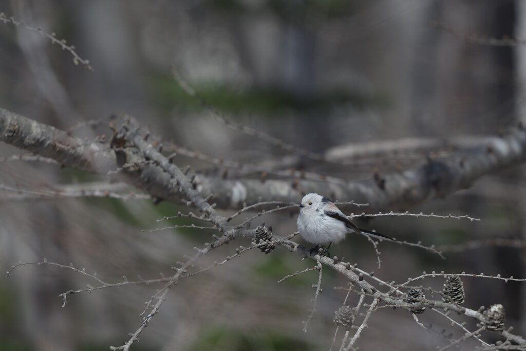 クールエンジェル