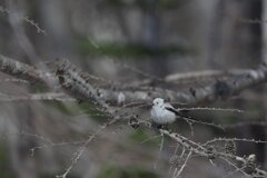 クールエンジェル