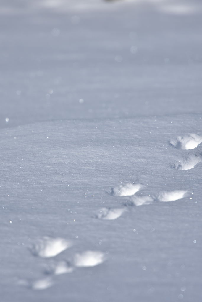 雪兎
