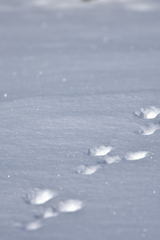 雪兎