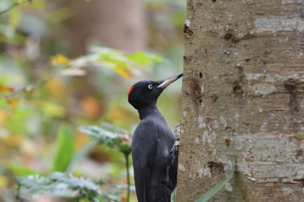 あの日のクマ子