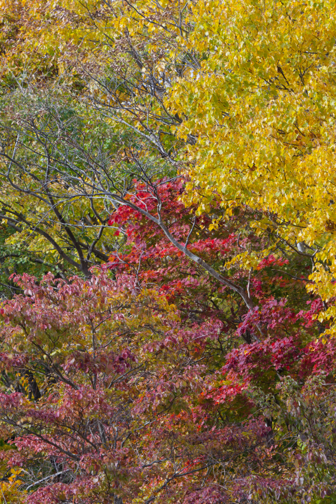 紅葉の森