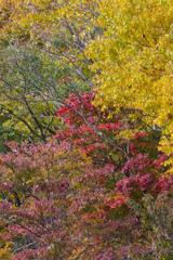 紅葉の森 紅葉の森