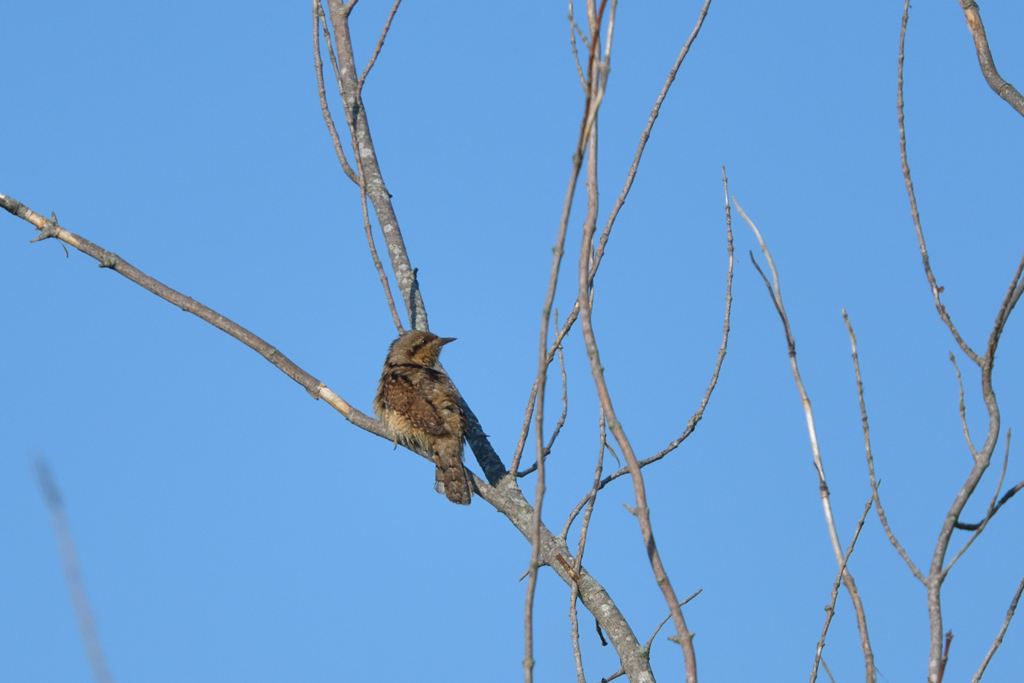 鳥になった爬虫類