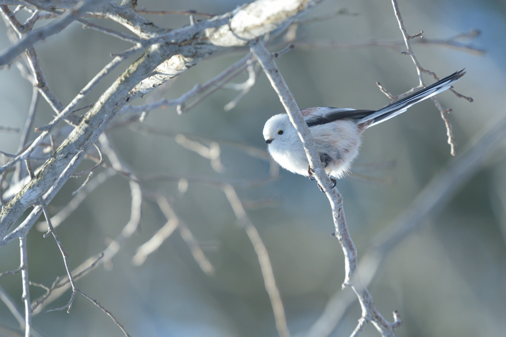天使のほほえみ