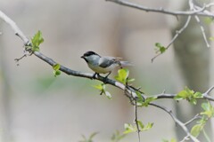 萌え初め