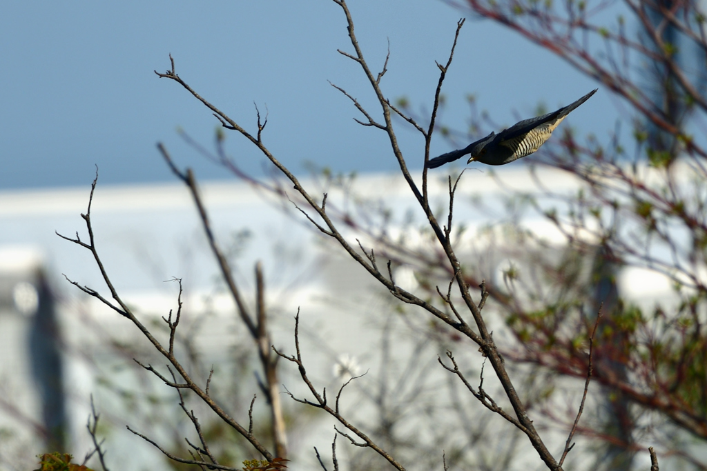 鷹になりたかった鳥