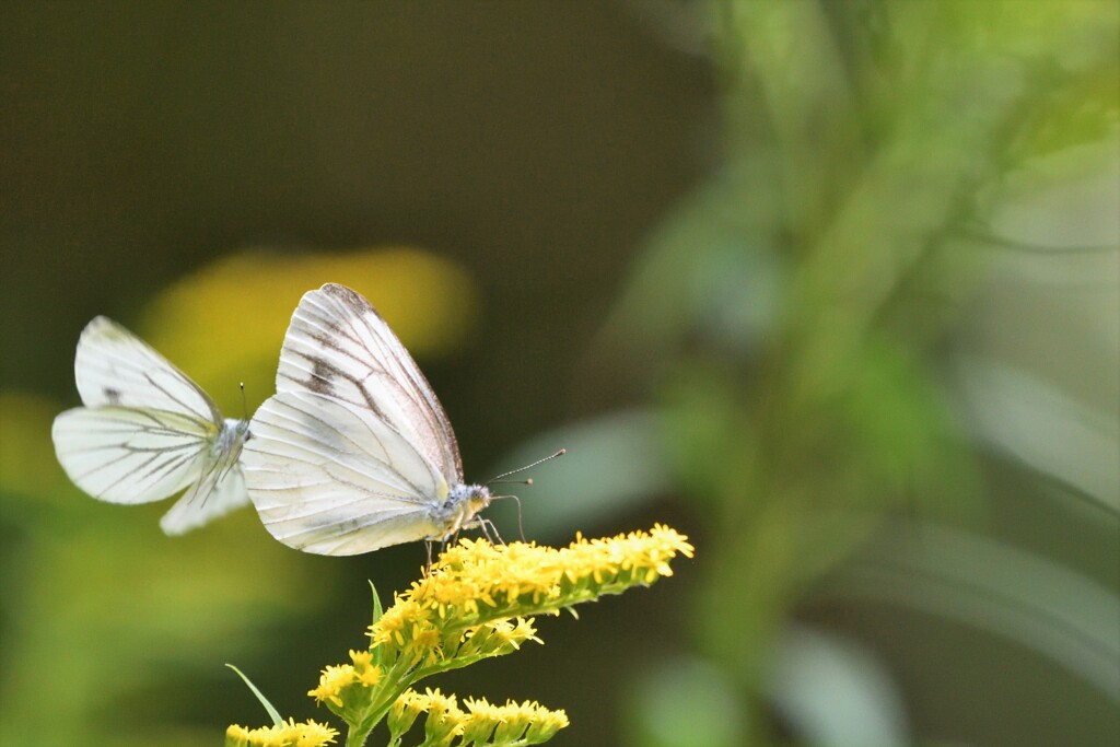 人気のレストラン