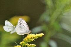 人気のレストラン