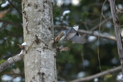 鳥も師走