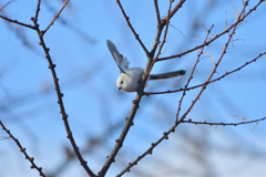 キューティーハニー
