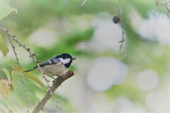 昼食後