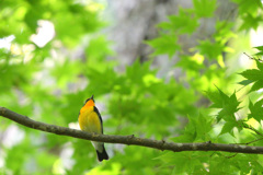 美の鳥