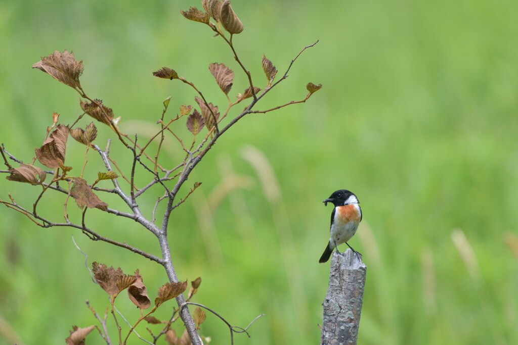 もうすぐ夏休み