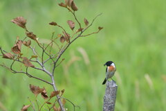 もうすぐ夏休み