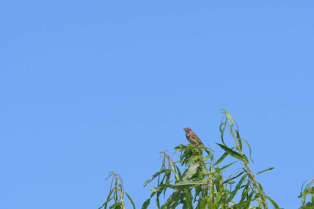 夏はご用心