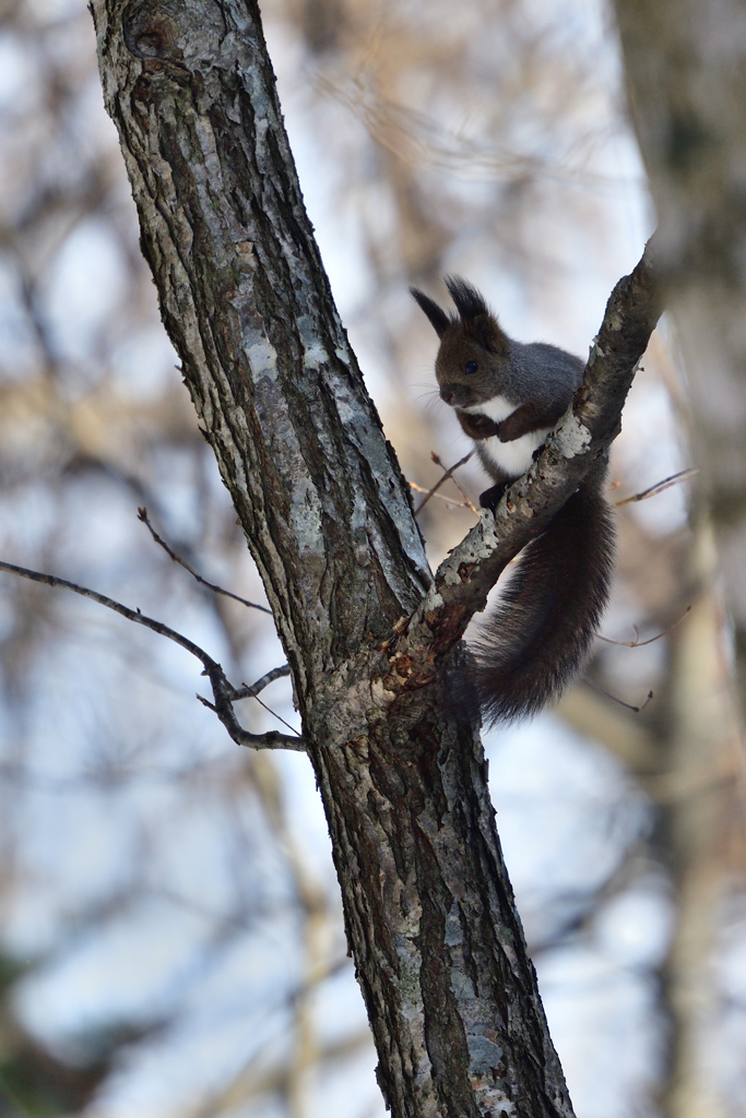 ファイティングポーズ