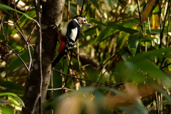 そっちへ行くと見せかけて・・・