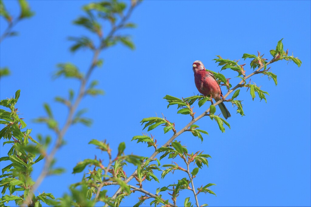 火の鳥