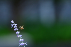 花めぐり