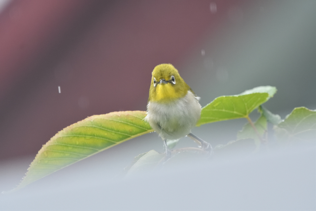 ひょっこりひよこ