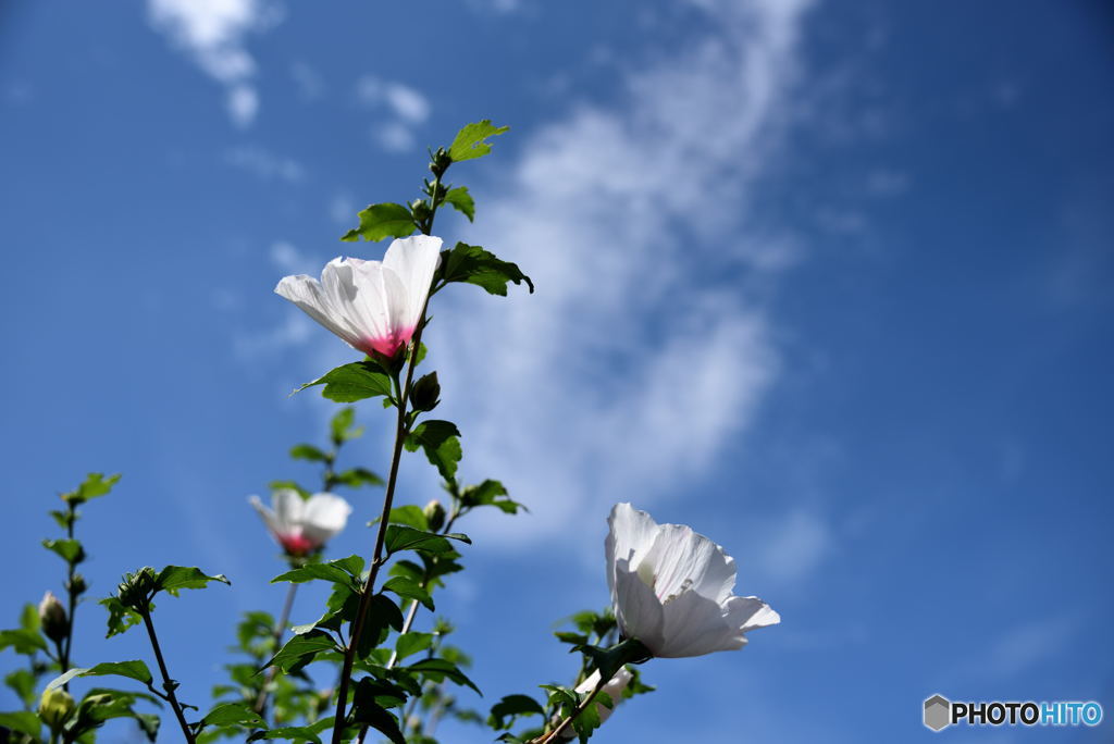 空に唄う