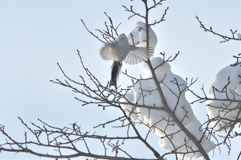 ホワイトダンス