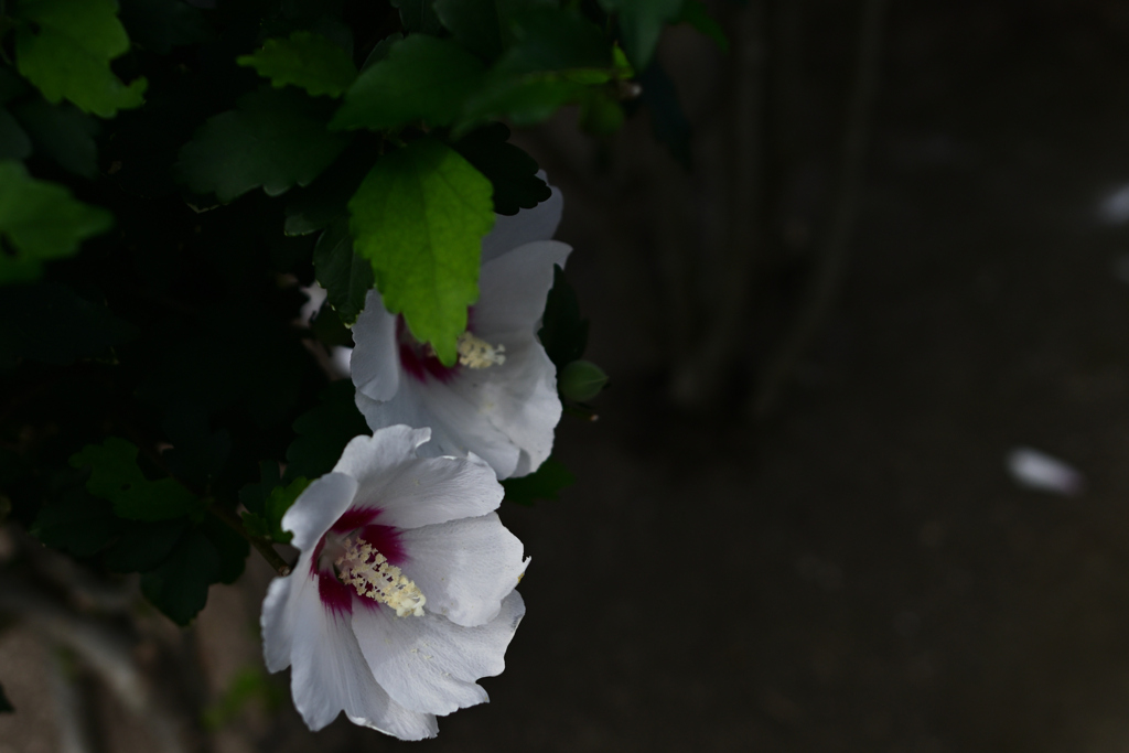 夏華二輪