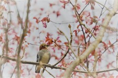 春コラボ