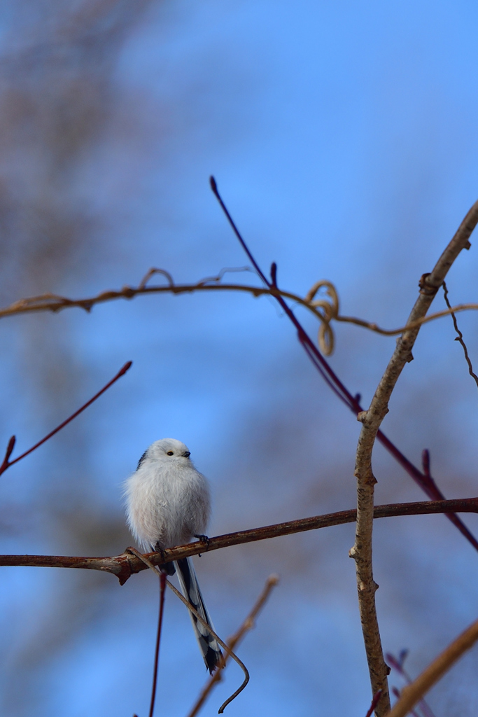 ほのぼのタイム