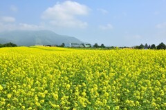 ビタミン色の風が吹く