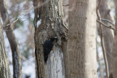 ひょうきんクマ姫