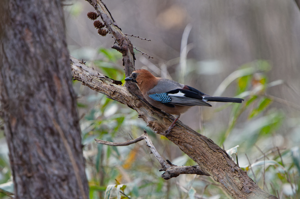 ものまねカラス