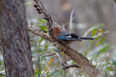 ものまねカラス