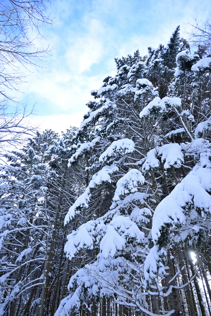 森は雪化粧