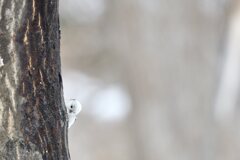 天使のかくれんぼ