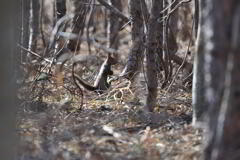 フィールドスタディ