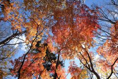 晴れ時々紅葉
