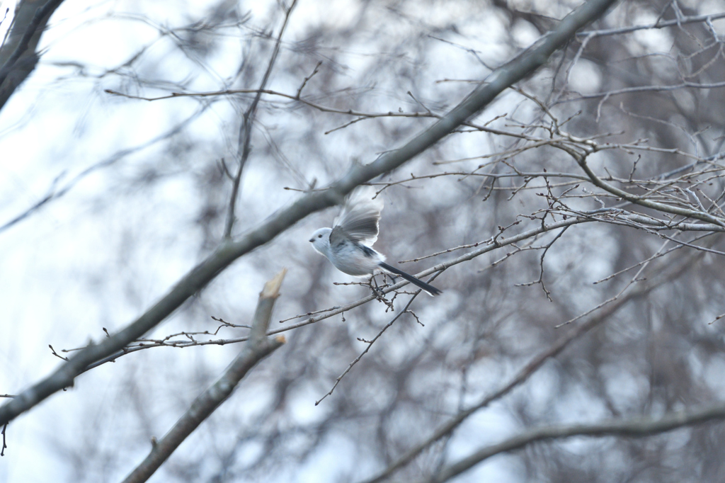 ホワイトクィーン