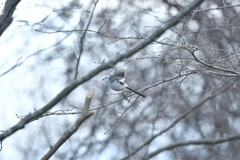 ホワイトクィーン