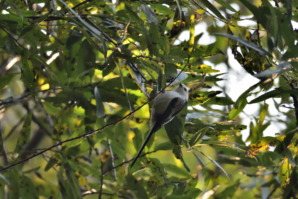 天使が森にやって来た