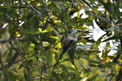 天使が森にやって来た