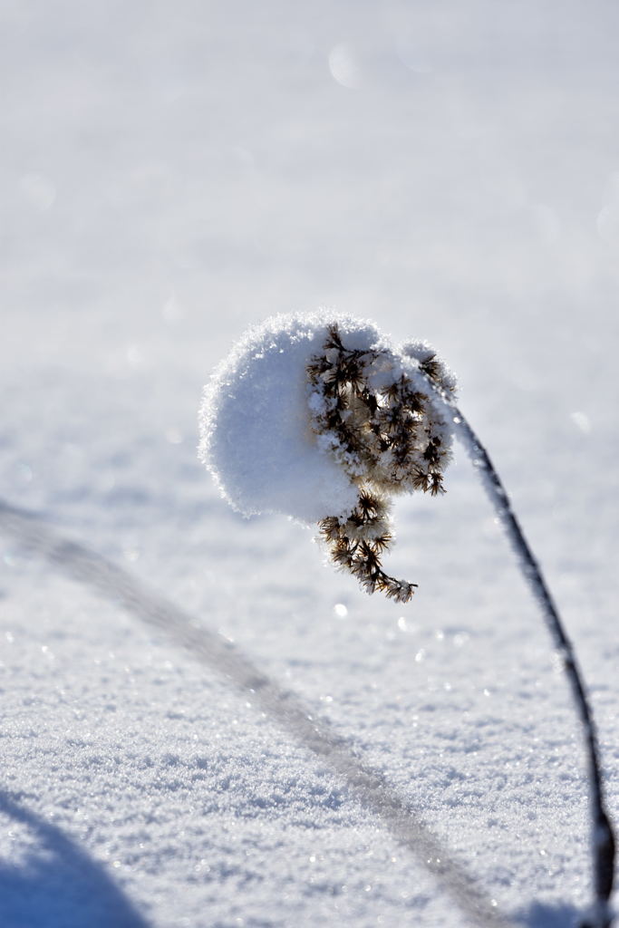 雪帽子