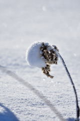 雪帽子