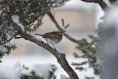 雪やどり