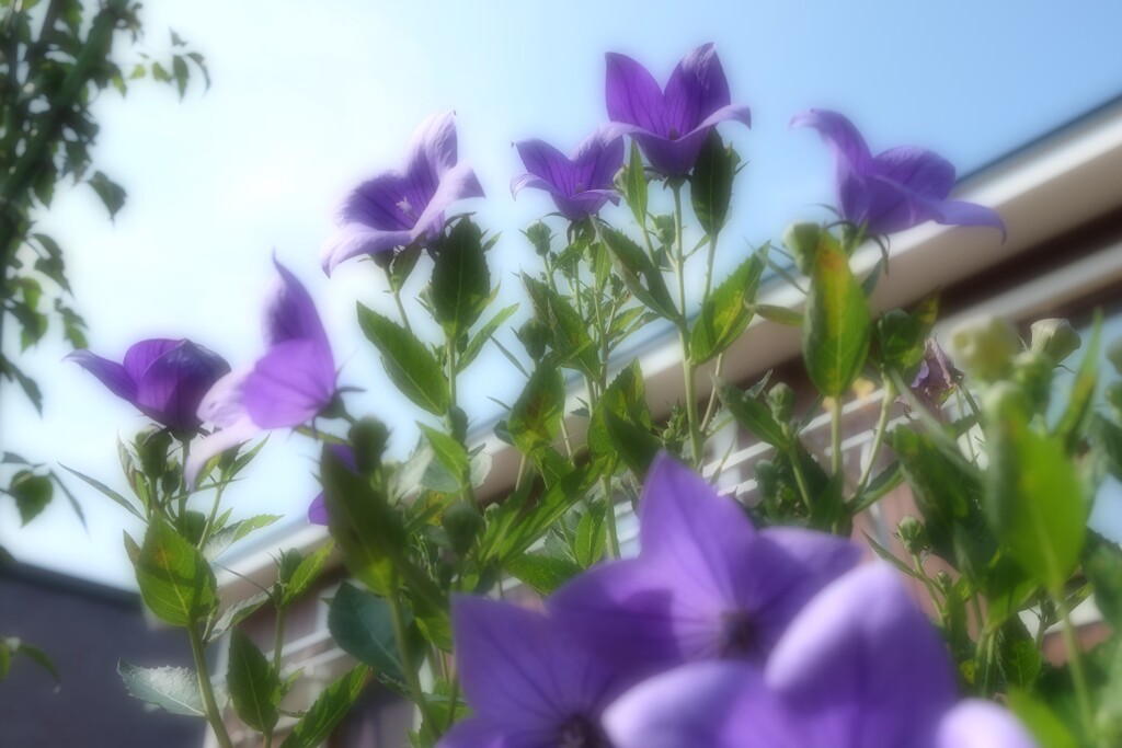ある庭の詩