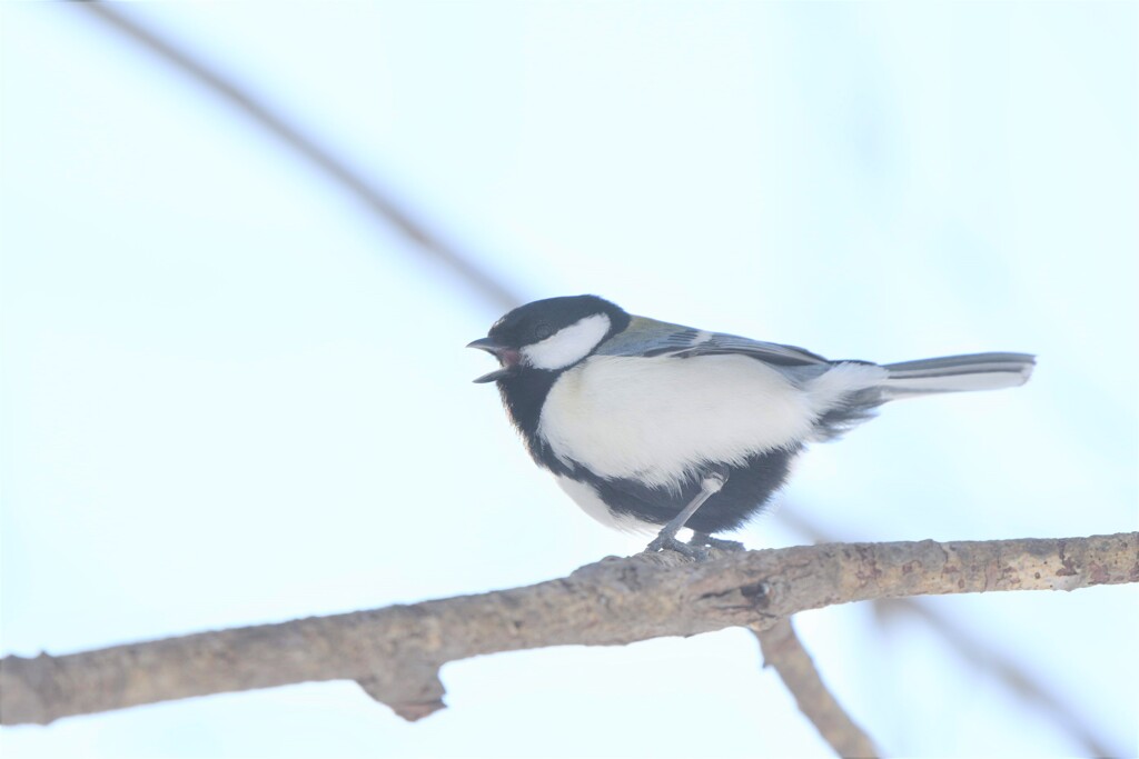 春の叫び