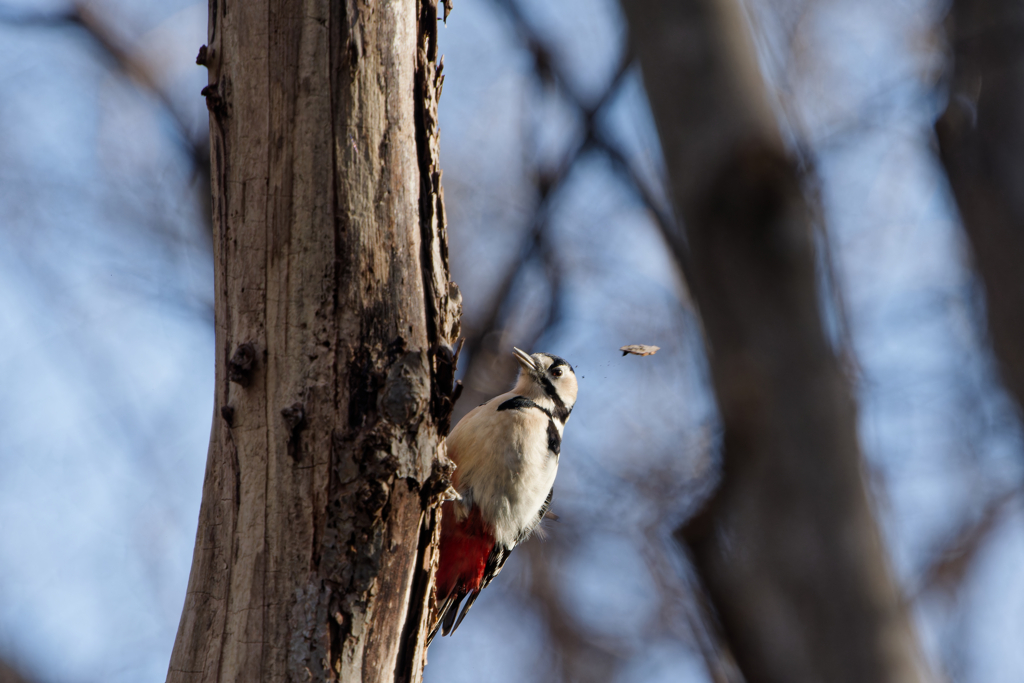 ワイルド赤パン